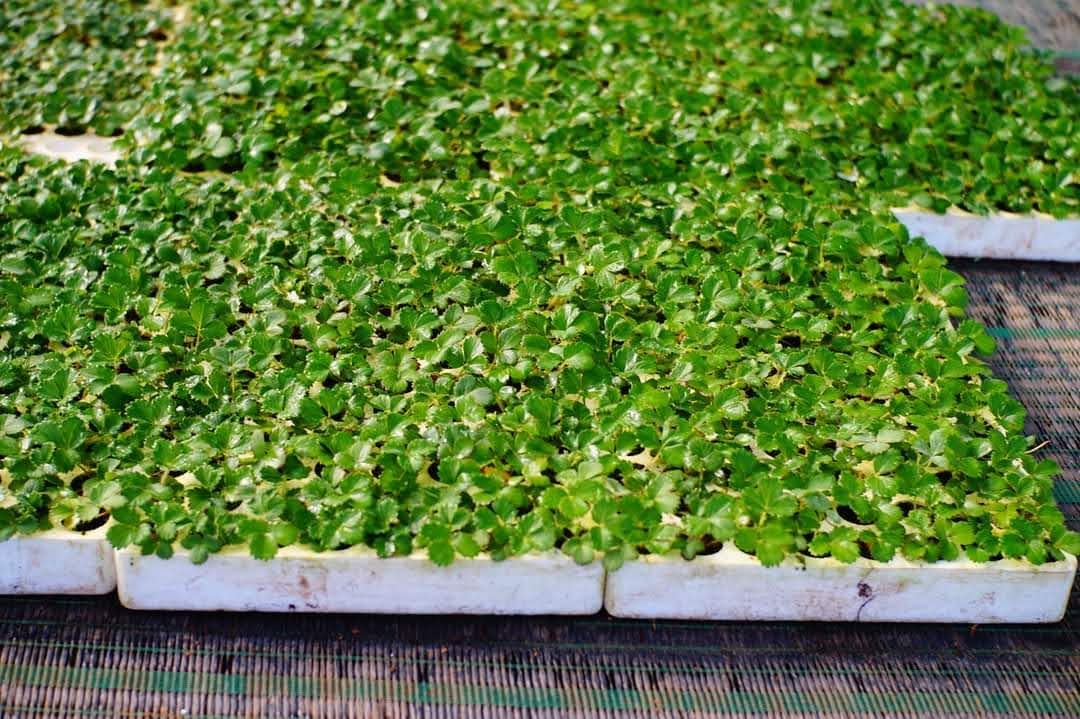 6 cây dâu tây cấy mô chịu nhiệt