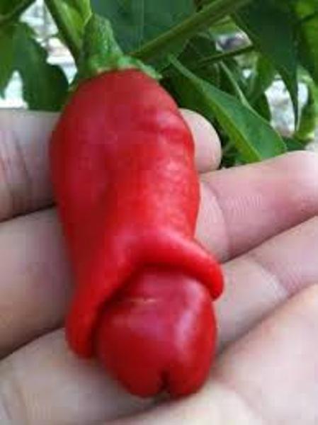 [GIÁ GỐC] Hạt giống ớt cu tí ớt peter gói 5 hạt