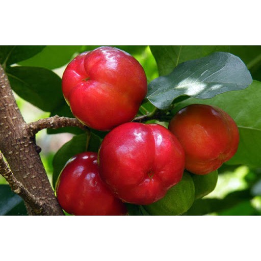 CÂY GIỐNG CÂY SƠ RI THÁI TRÁI NGỌT, SIÊU QUẢ, CAM KÉT CHUẨN GIỐNG F1