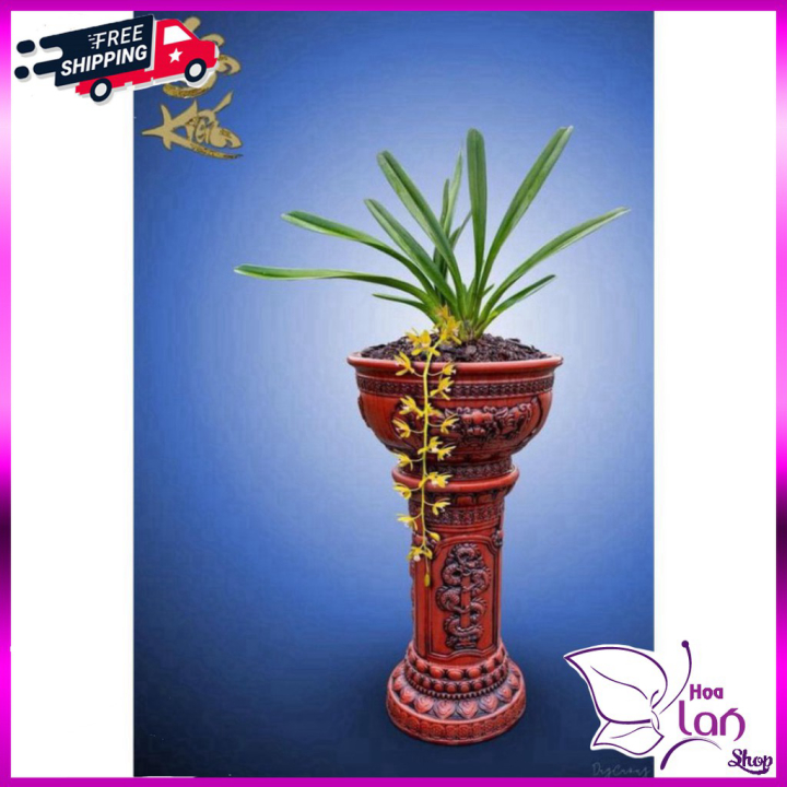 Lan kiếm kiếm tiên vũ - lô hội - bicolor - hàng rừng mới về