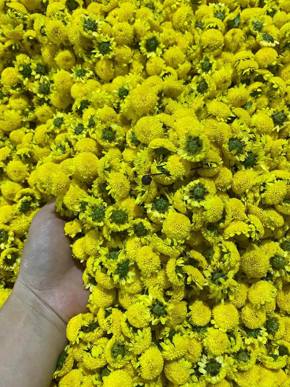 Trà hoa cúc tiến vua cúc chi hưng yên sấy khô nguyên bông 100gr