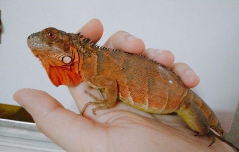 Iguana rồng nam mỹ đỏ baby