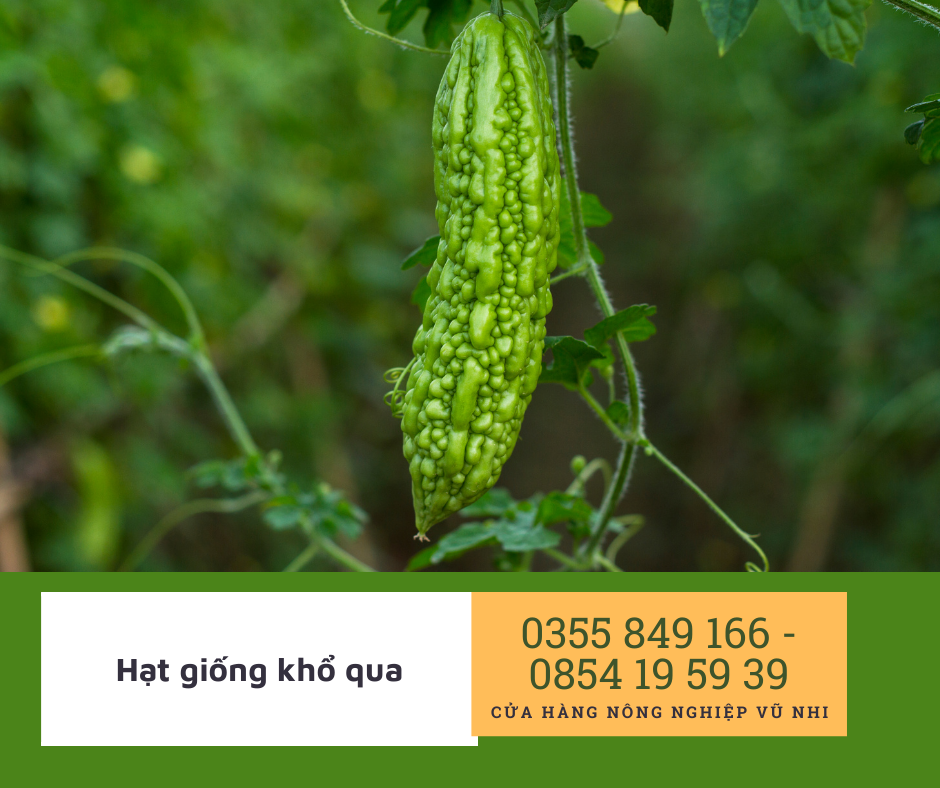Hạt giống Khổ qua F1