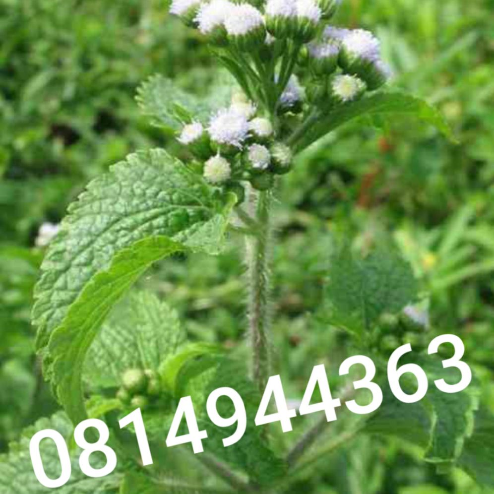 cây cỏ hôi giống,5 cây