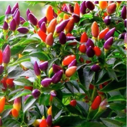 Hạt Giống Ớt Ngũ Sắc, Ớt 5 Màu, Ớt Trái Giòn - Siêu Trái