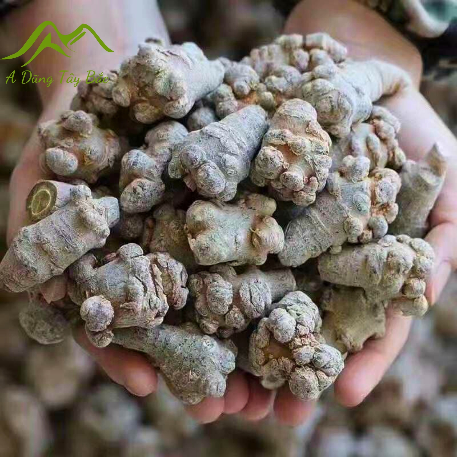Củ Tam thất Bắc rừng khô loại 1 to, già, đặc biệt 32 củ/kg phơi khô tự nhiên từ củ tam thất bắc tươi. Dược liệu quý tam thất hoang củ khô vùng núi cao Tây Bắc
