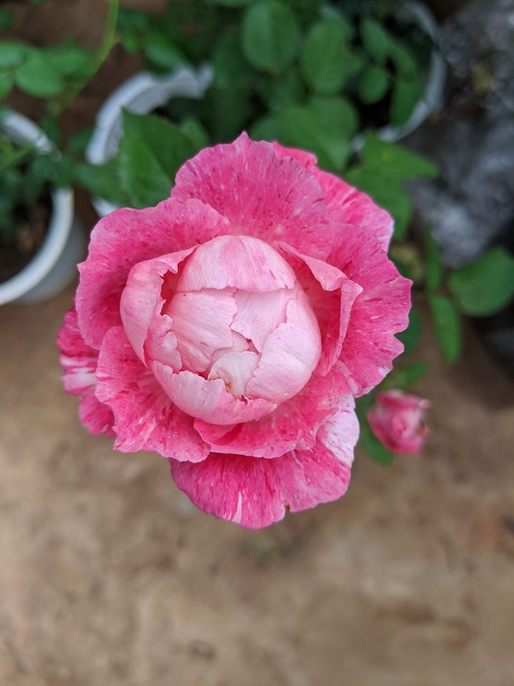 [HCM]Hoa hồng ngoại Lady Candle Rose (hồng Nhật Bản)