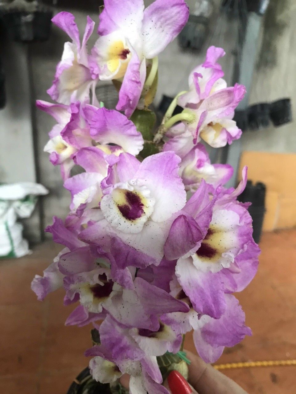 Lan Đuôi Công& mùa xuân cây giống