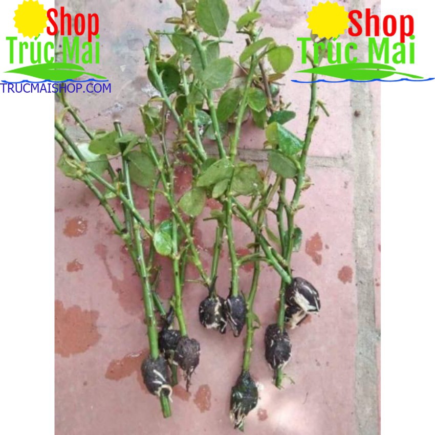 Rễ bèo tây (rễ lục bình) 500g