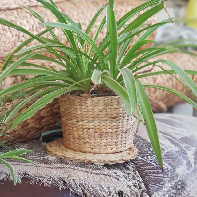 Chum nhỏ luc bình cắm hoa