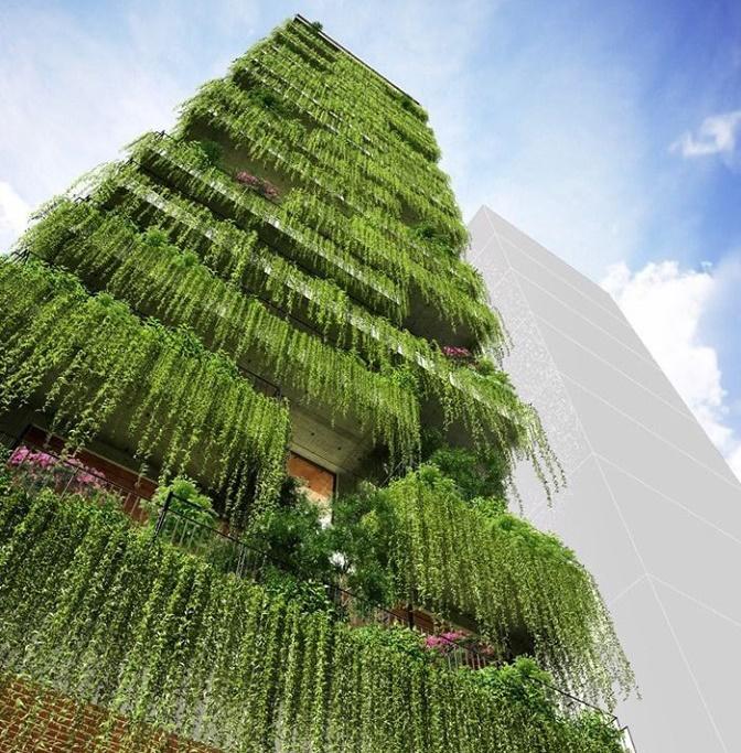 Cây cúc tần ấn độ cây dây leo