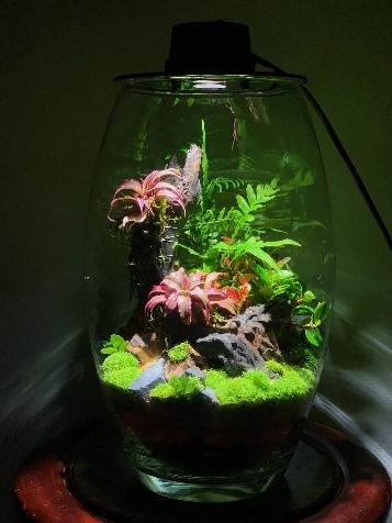 Nắp đèn cho bình terrarium hàng đặt 1-3w