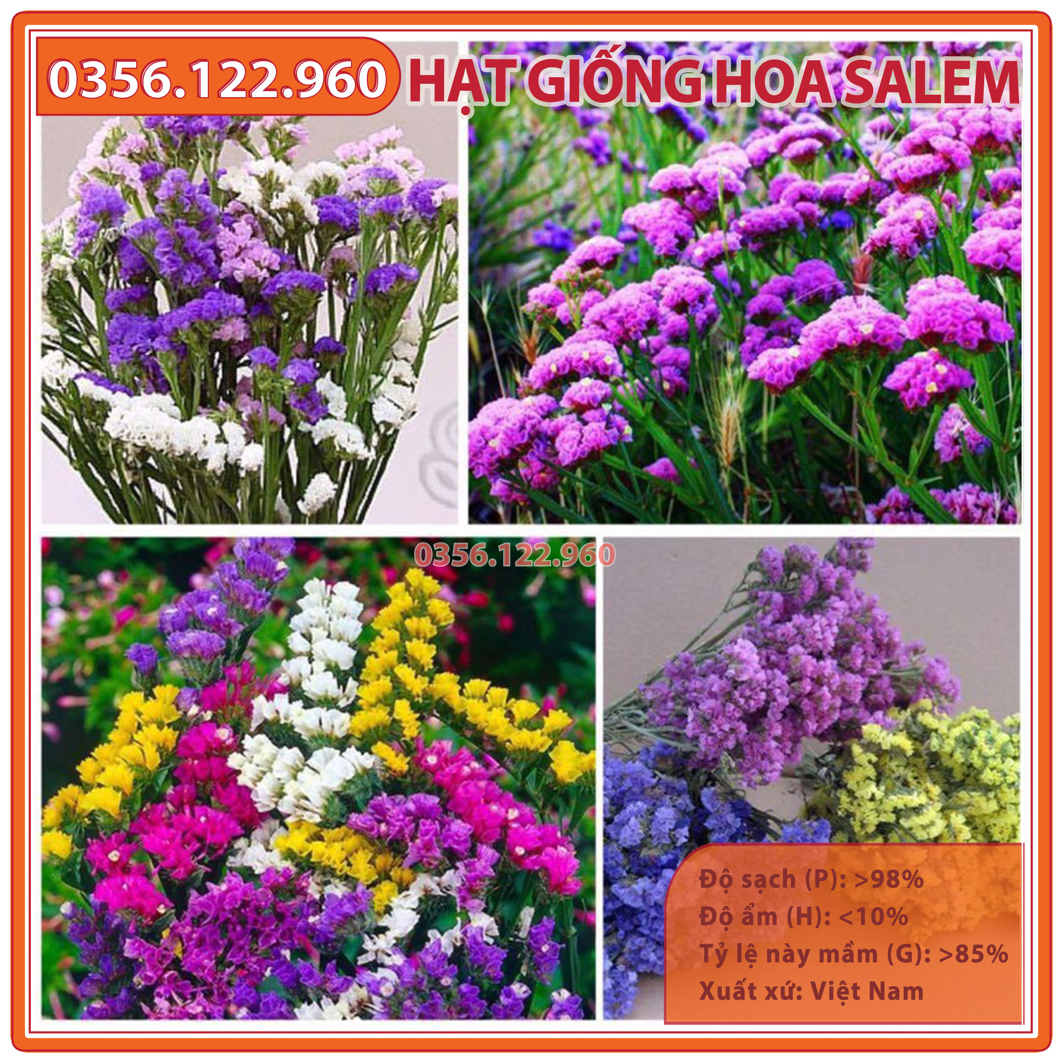 100 hạt Hạt giống hoa salem mix nhiều màu