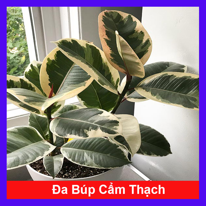 Cây đa búp đỏ cẩm thạch - Cây cảnh để bàn