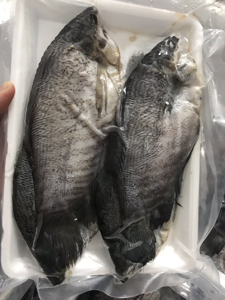 [HCM]CÁ SẶC BỔI KHÔNG TRỨNG 1 NẮNG