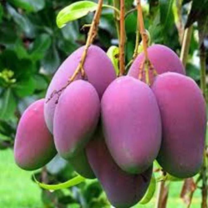Cây giống xoài tím cây giống chuẩn cho năng suất cao , cây đẹp, giống chuẩn