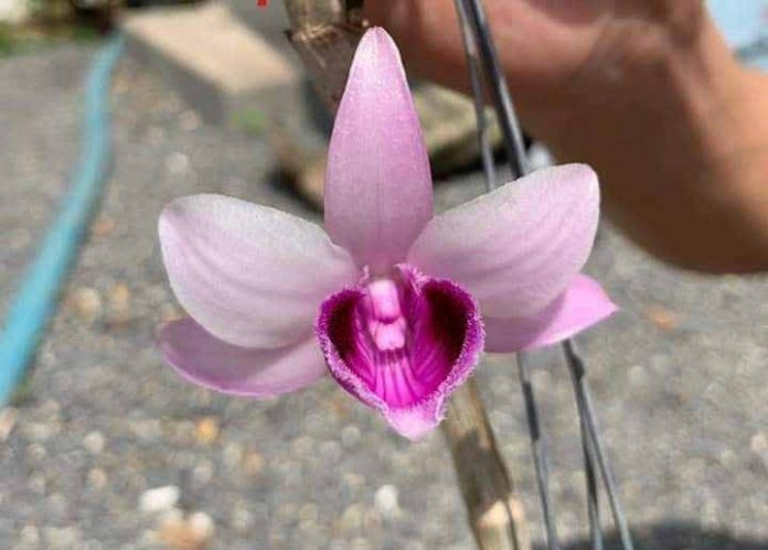 LAN PHI ĐIỆP MA BÓ, vẻ đẹp lạ, chia sẻ đam mê chơi lan