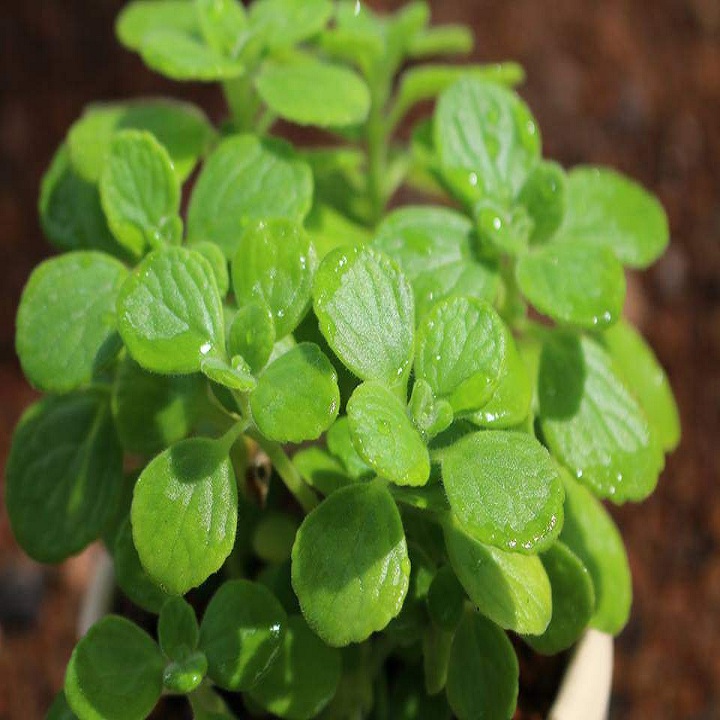 Cây nhất mạt hương (cây sen thơm)