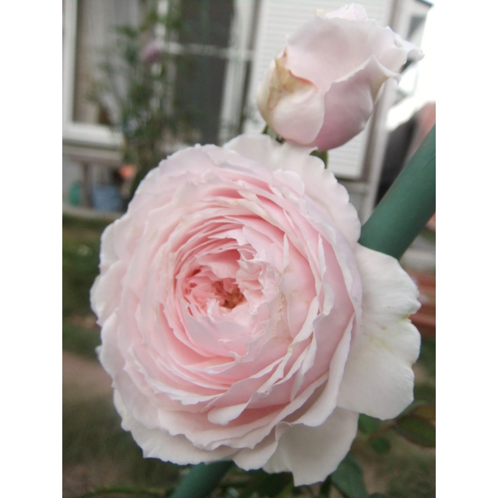 Cành Chiết Hoa Hồng Ngoại Misaki. (Giống Hoa Hồng)