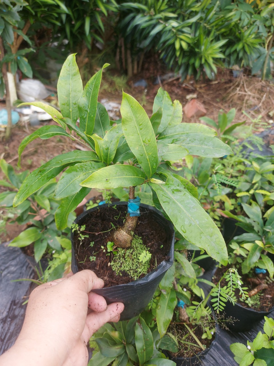 Mai Vàng Bonsai Mini (Giống Giảo Thủ Đức)