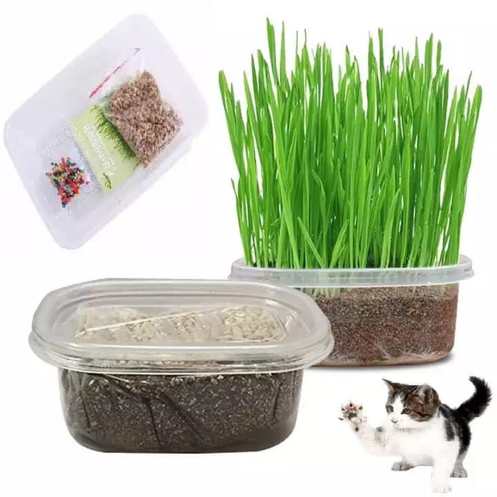Bộ kit trồng cỏ mèo gồm hạt giống cỏ mèo + đất + chậu