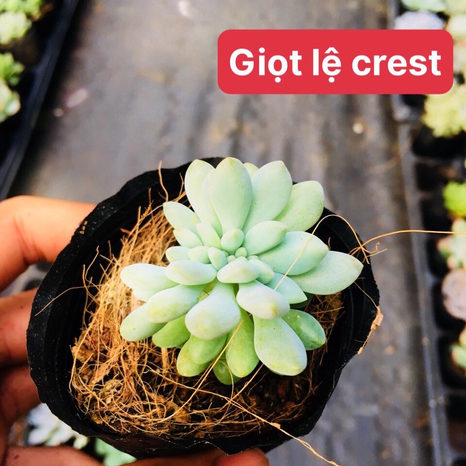 Sen đá giọt lệ crest