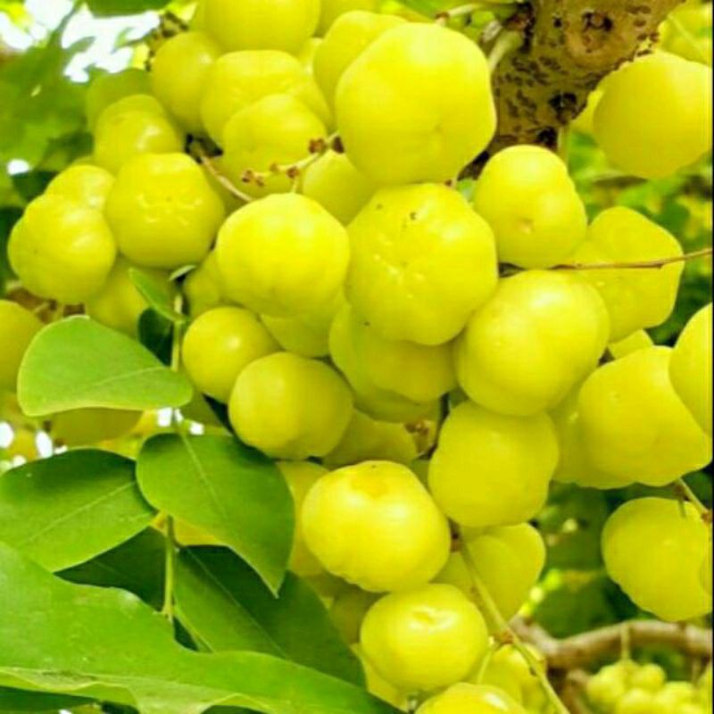 Cây giống Chùm Ruột Ngọt Siêu Trái
