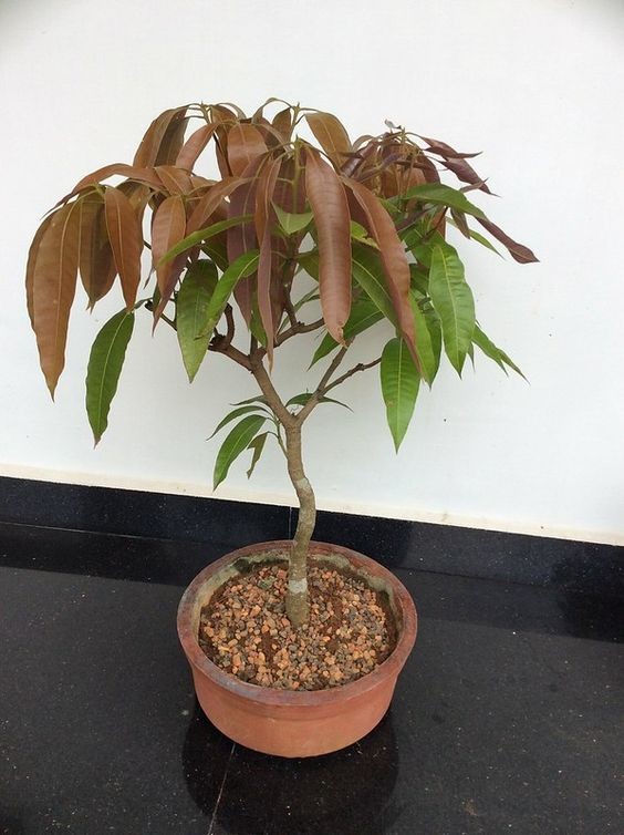 Cây xoài giống trồng chậu ggfhj