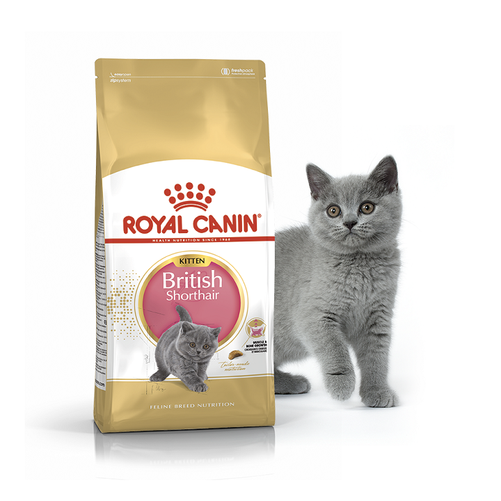 hạt ROYAL CANIN BRITISH SHORTHAIR KITTEN cho mèo con Anh lông ngắn