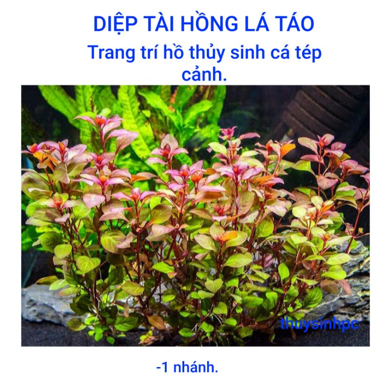 1 nhánh thủy sinh diệp hồng tài lá táo