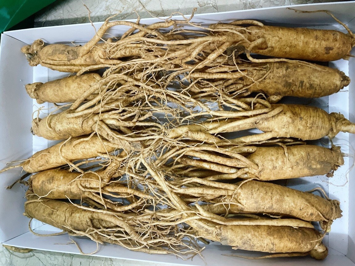 Sâm tươi hầm gà Hàn Quốc 1KG (20-30 củ) nhân sâm ngâm rượu, mật ong thơm ngon bổ dưỡng.