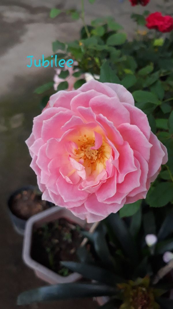 Chậu hoa hồng Jubilee