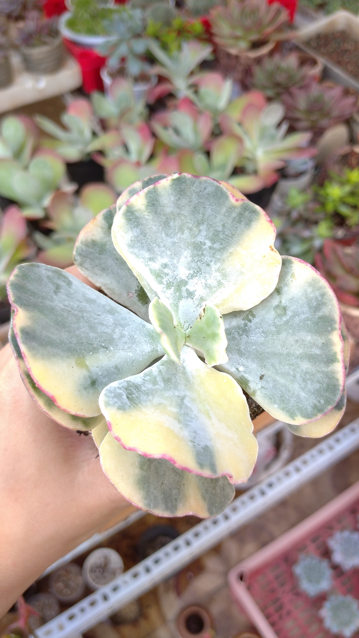 Sen đá cánh var Cotyledon undulata f. variegata