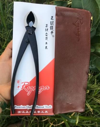 Cạp tròn cạp xéo Ryuga chính hãng cho bonsai cây cảnh