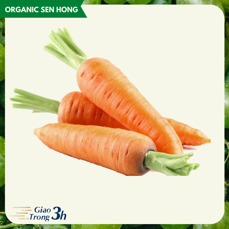 Cà rốt Sen Hồng