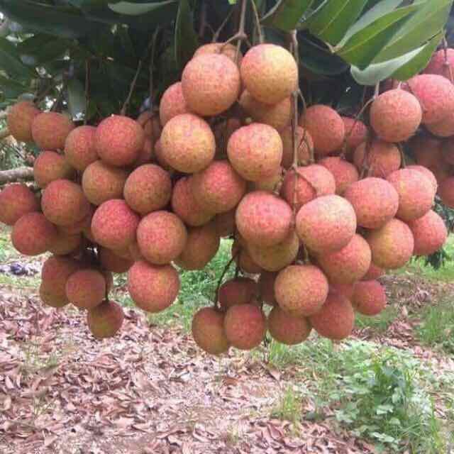 cây giống vải thiều thanh hà