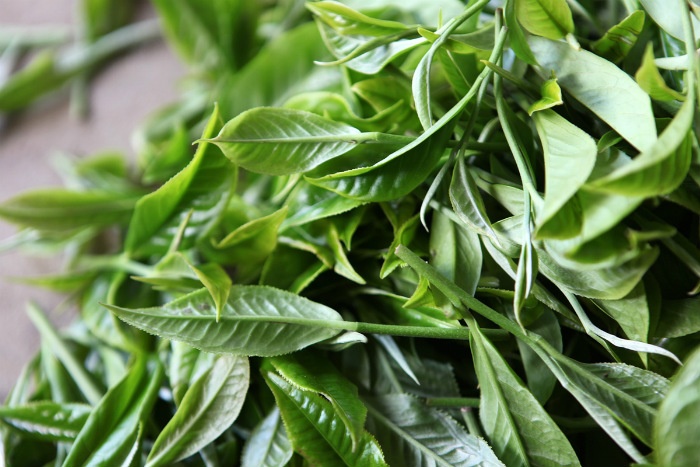 Trà shan tuyết vụ loại 200g