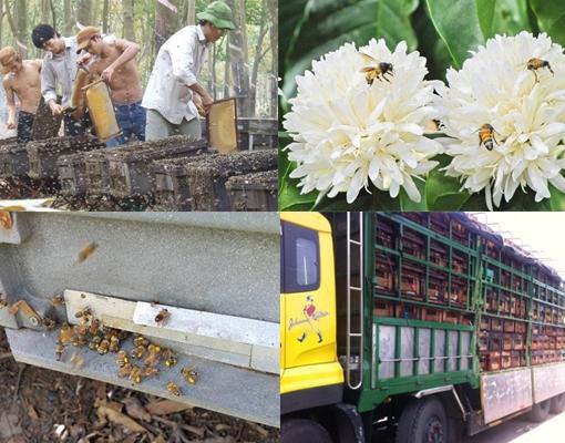 1 lít mật đèo la dạ tặng 100gr tây bắc