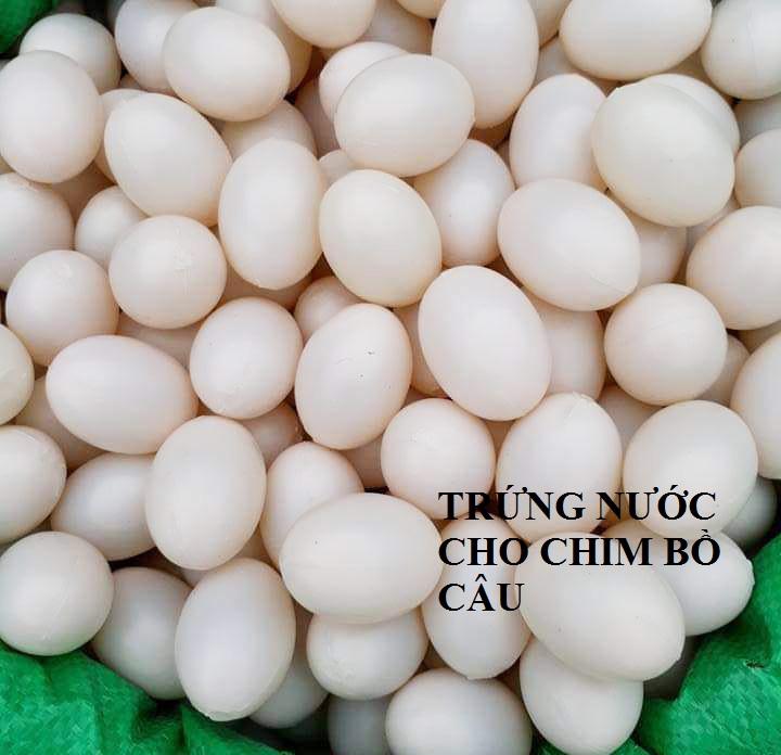 [COMBO 20] TRỨNG NƯỚC CHO CHIM BỒ CÂU
