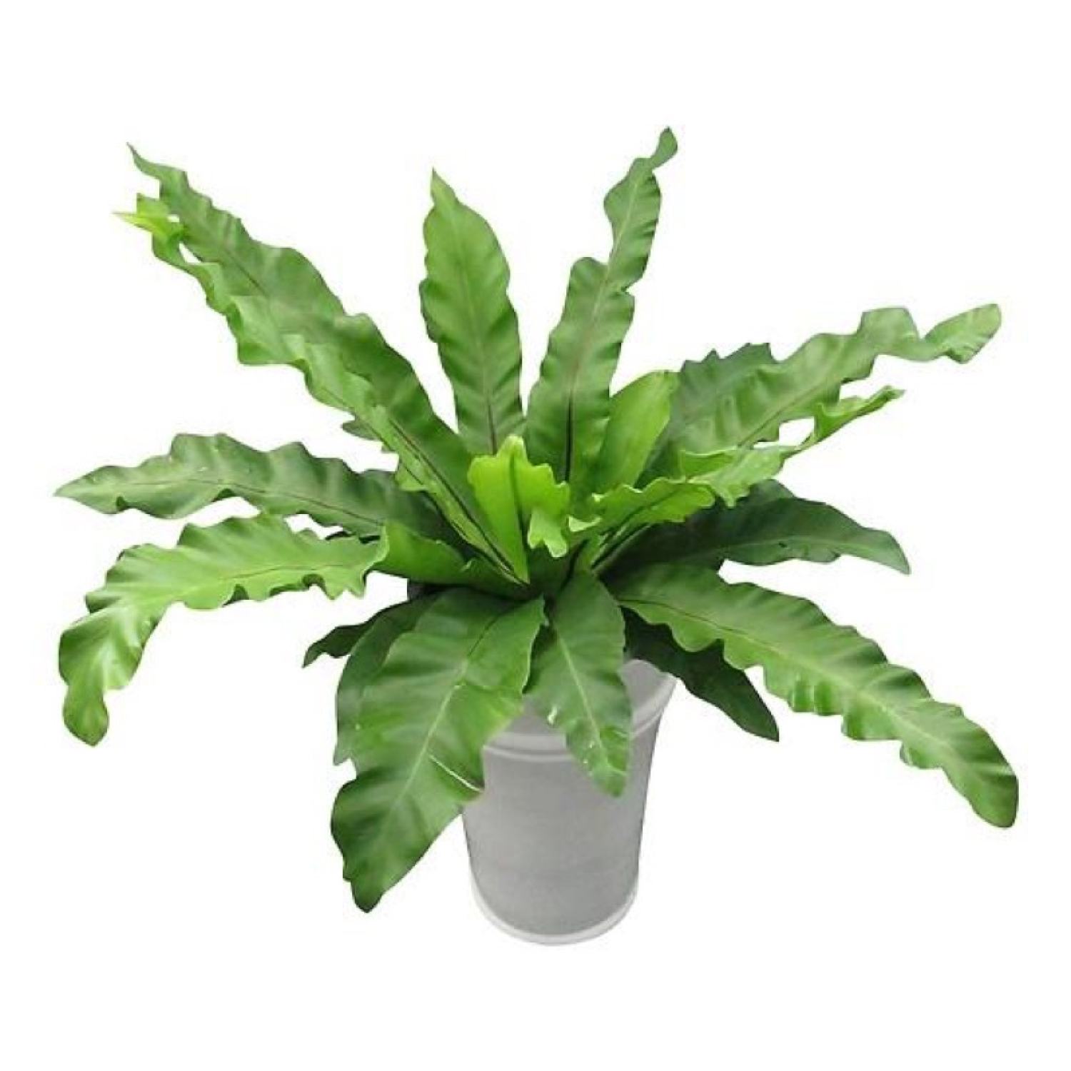 Cây ráng ổ phụng, cây nội thất