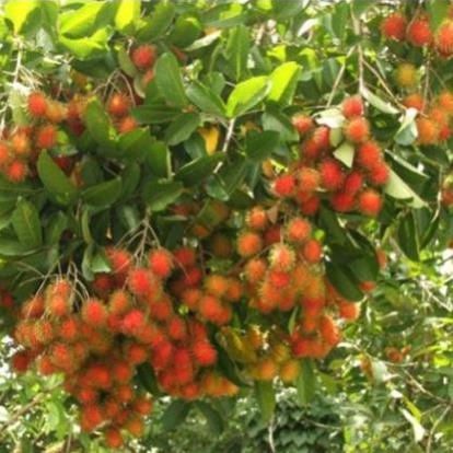 Cây chôm chôm, cây chôm chôm ghép cho quả sớm