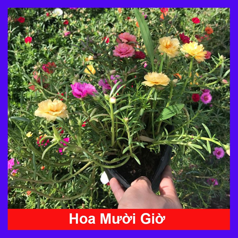 Cây hoa mười giờ - Cây cảnh trang trí - cây cảnh mini - caykiengsadec