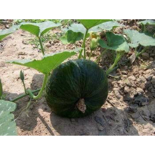 Hạt Giống Bí Ngô Đen Ruột Vàng Chia Tai