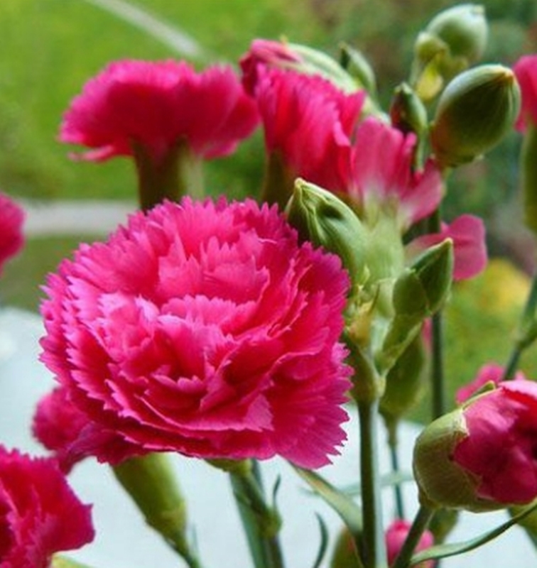 100 Hạt giống Hoa Cẩm chướng hồng tặng kèm kích mầm