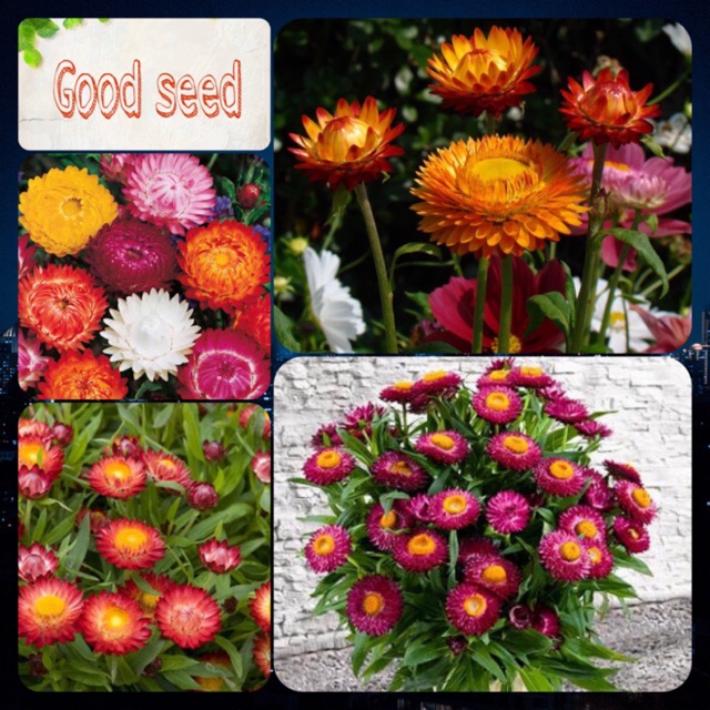 Hạt giống hoa cúc bất tử mix dễ trồng vô cùng đẹp, hạt giống nhập khẩu Đài Loan, cam kết giá rẻ thị trường, chất lượng nảy mầm 90%