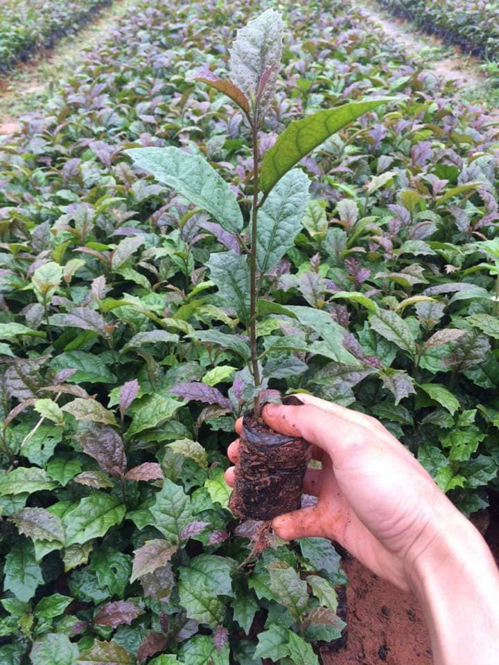 (GIẢM GIÁ CỰC SỐC) CÂY GIỐNG BA KÍCH TÍM - CÂY GIỐNG GỬI ĐI NGUYÊN BẦU - CAM KẾT GIỐNG CHUẨN