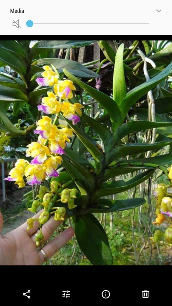 com bo 3 chậu hoa phong lan - hoàng nhạn tháng 8