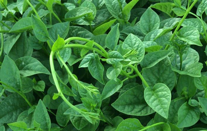 Hạt Giống Rau Mồng Tơi gói 15gr hat giong rau sach thuy canh Nongnghiepxanh