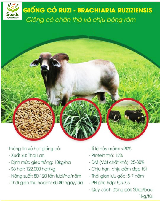 Hạt giống cỏ Zuri Thái Lan -cỏ chịu dẫm đạp - gói 500gramVÀ gói 1kg -hàng công ty chất lượng tốt