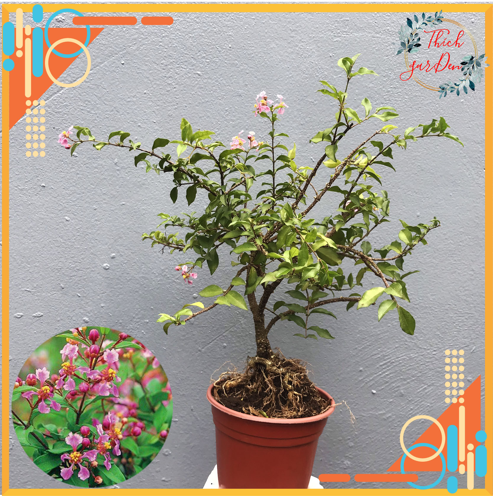 Cây hồng ngọc mai mini (cây sơ ri cảnh) - cây phong thủy - cây bonsai